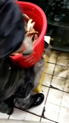 帝王蟹