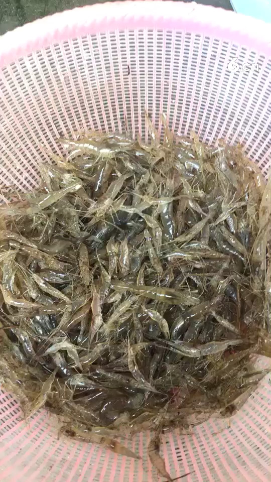 新鲜生猛河虾🦐