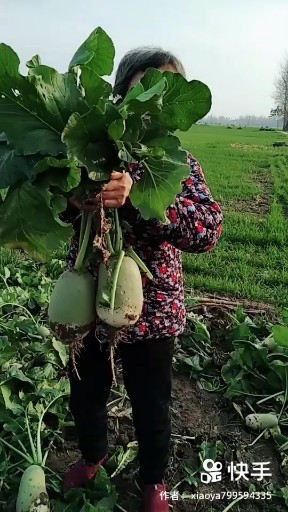 大萝卜