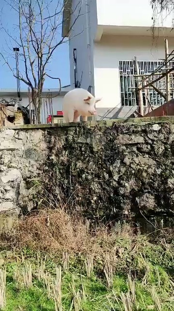 八戒出来溜达晒太阳了😃