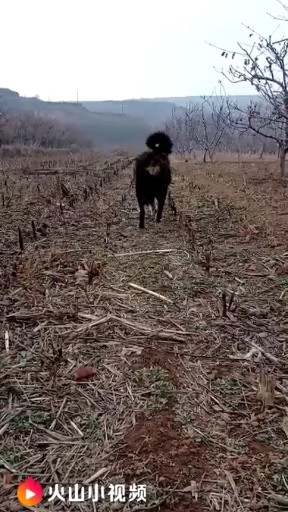 山西真獒苑，种母，即将生产。