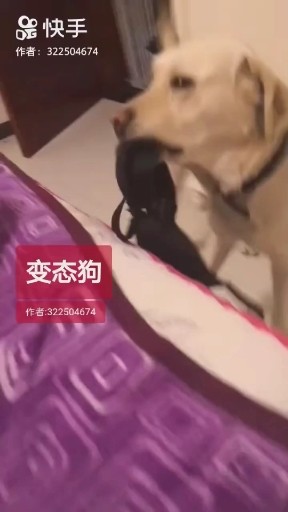 变态狗