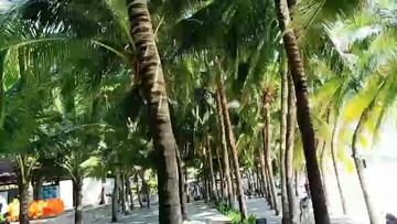 海南的海边