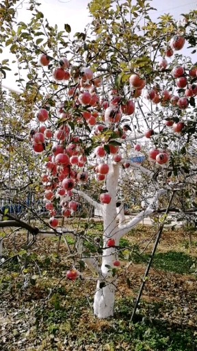 红苹果🍎还挂在枝头