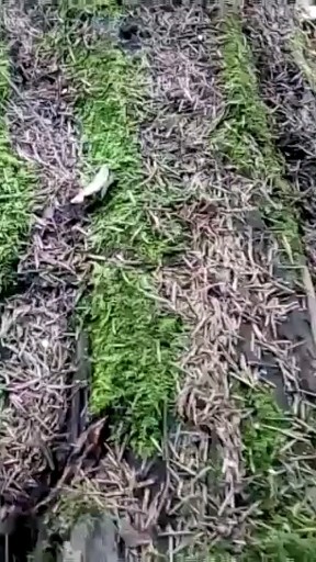 灵芝