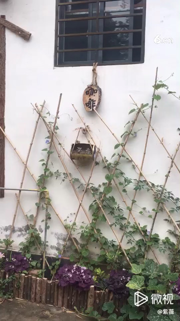 泼茶香