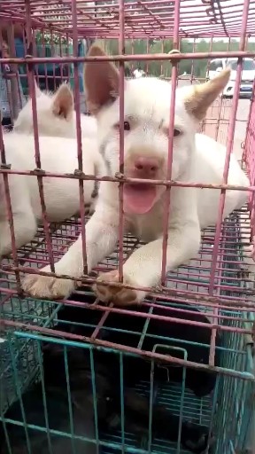 有认识的吗 下司犬