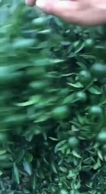 -南丰