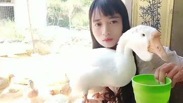 又抱着鸭子喂粮食😂