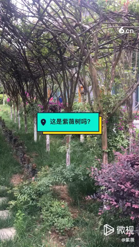 这是紫薇树吗