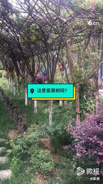 这是紫薇树吗