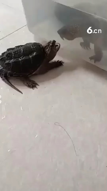 吓死胆小的