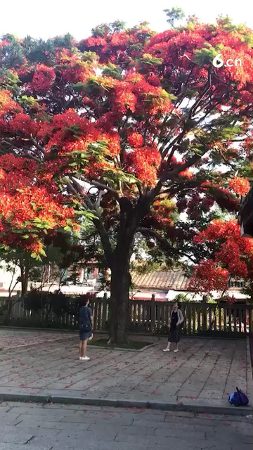 一树红花