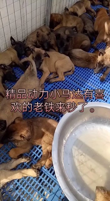 小犬喜欢的加V头像上有V