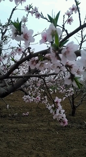 保定，顺平桃花开啦