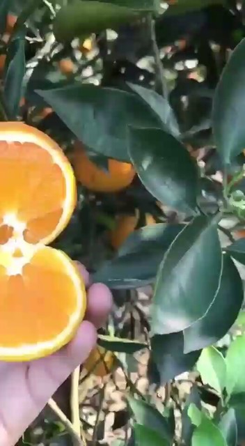 脐橙