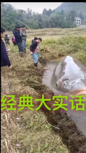 经典大实话