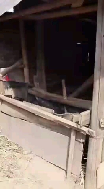 回家放羊