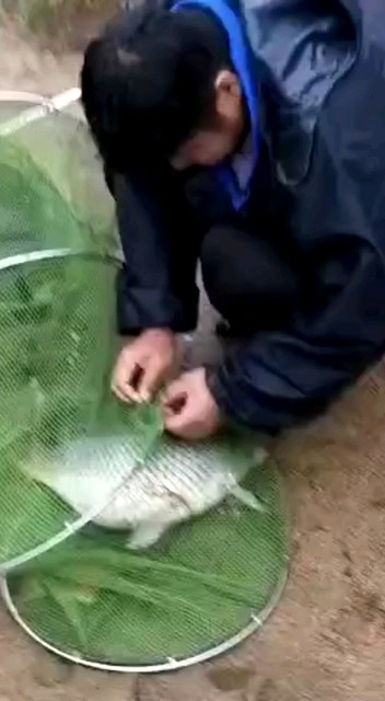 这鱼挺大
