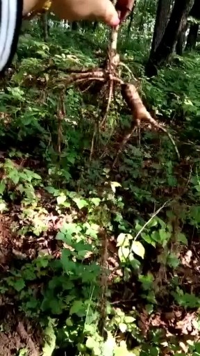1灵体的一支野山参