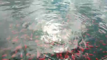 主播在喂小鱼呦