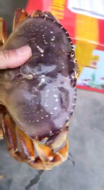 大真宝蟹可爱吗😊