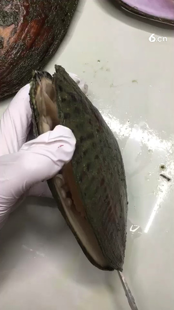 河蚌多株结石