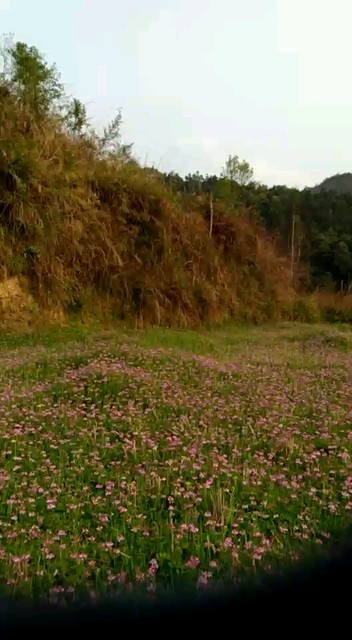 勤劳的蜜蜂在采蜜，我能看到蜜糖