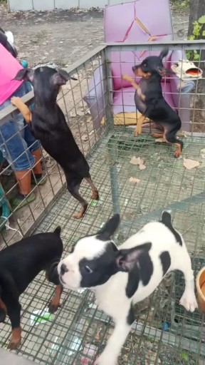 小鹿犬与法牛