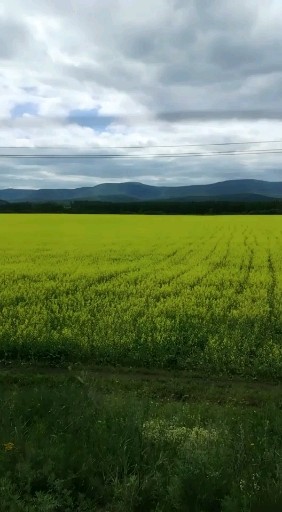 菊花爆满山