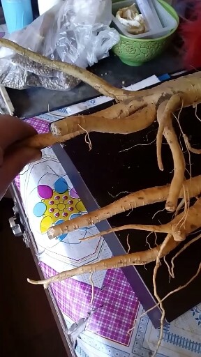 我家种的参。