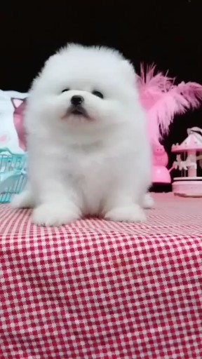 博美犬