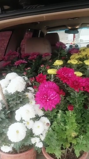 花美不美