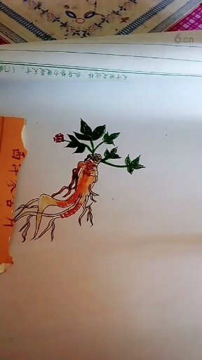 西洋参
