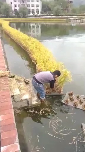 水中割稻