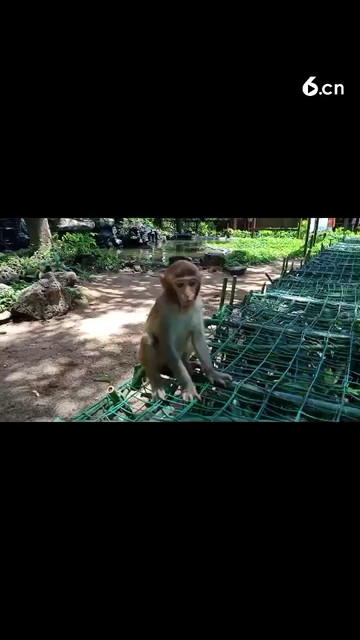 🐒猴岛