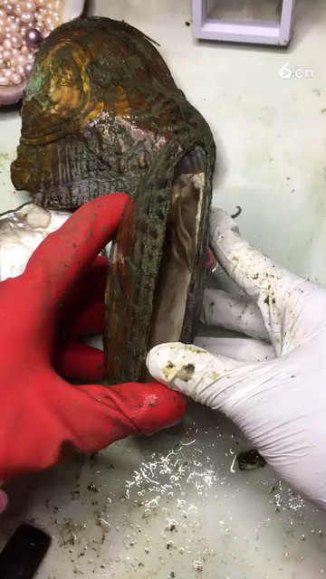 河蚌取珍珠