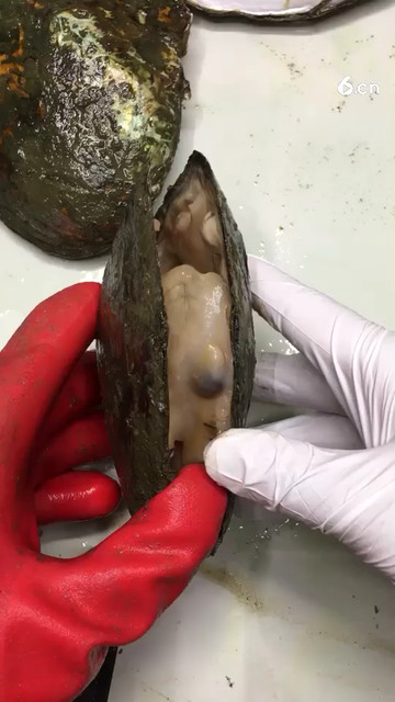 纽扣珠子哦