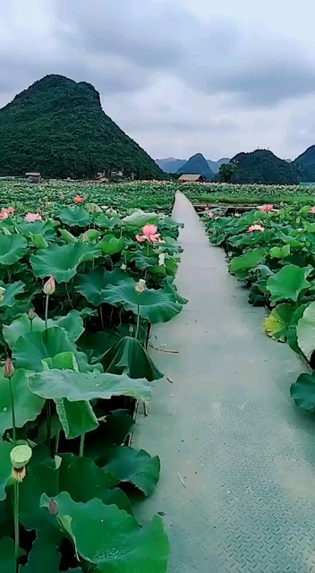 好美的荷花池园风景区