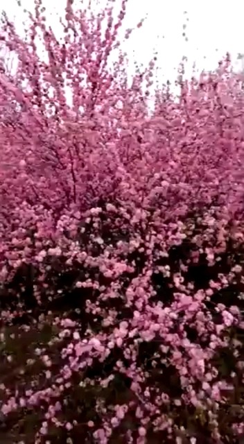 早上好