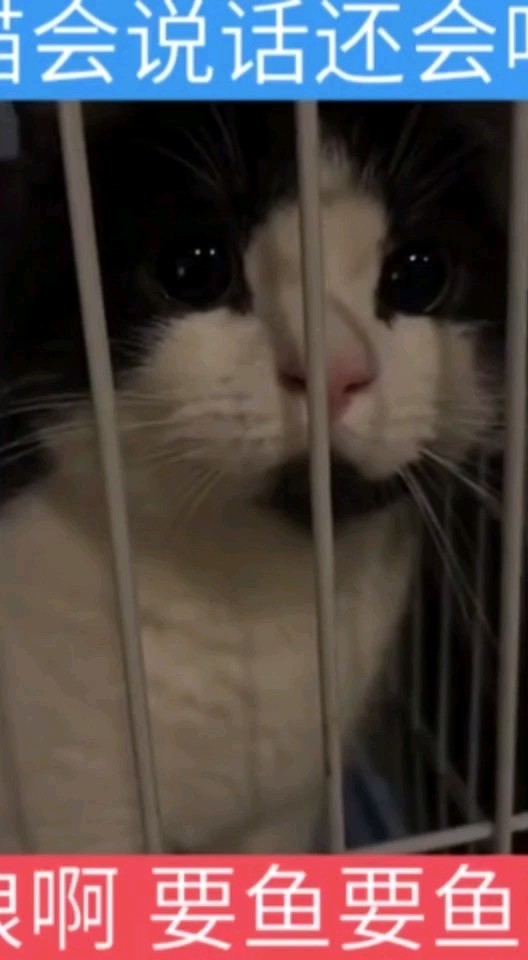 这只猫会说话：娘啊要鱼要鱼要鱼