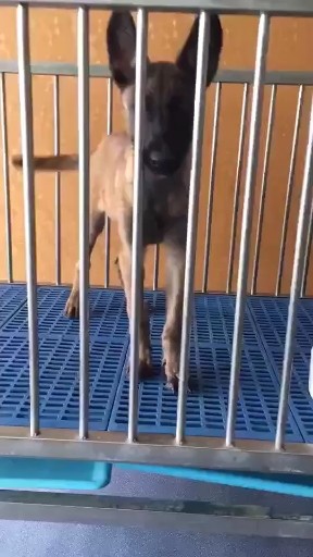 马犬