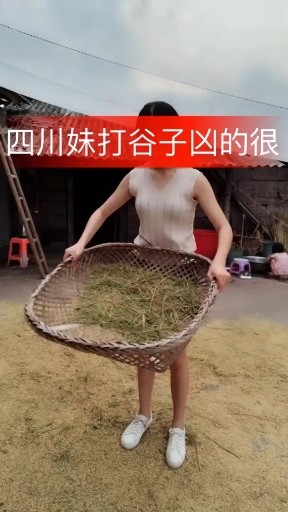 四川妹子打谷凶得很