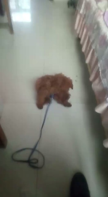 小泰迪