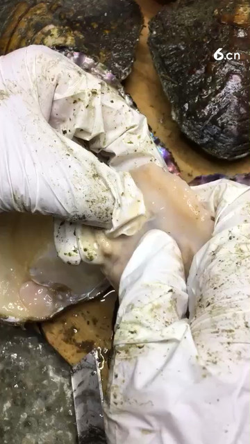 河蚌取珍珠，淡水珍珠就是这么来