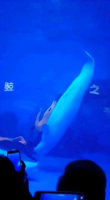 白鲸之恋