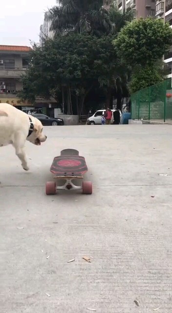 狗玩的比我还6