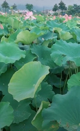 ♬默默✨小蛮宝☞🌜主播照片