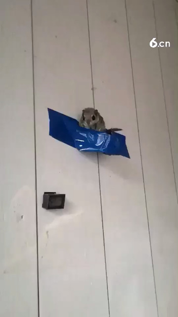 大眼飞鼠