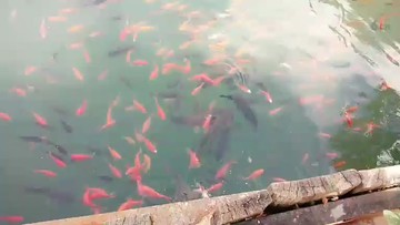 主播喂小鱼